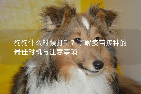 狗狗什么時(shí)候打針？了解疫苗接種的最佳時(shí)機(jī)與注意事項(xiàng)