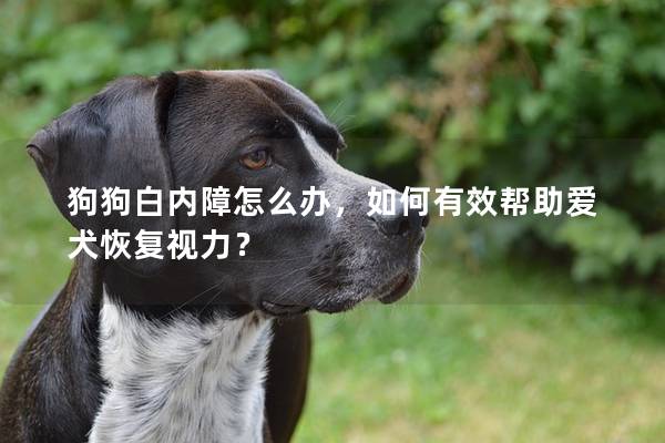 狗狗白內(nèi)障怎么辦，如何有效幫助愛(ài)犬恢復(fù)視力？