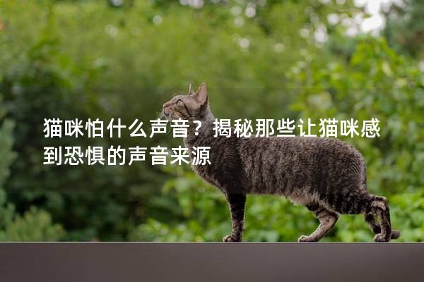 貓咪怕什么聲音？揭秘那些讓貓咪感到恐懼的聲音來源