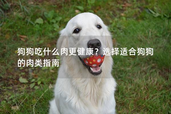 狗狗吃什么肉更健康?選擇適合狗狗的肉類指南 狗狗吃什么肉更健康?選擇適合狗狗的肉類指南