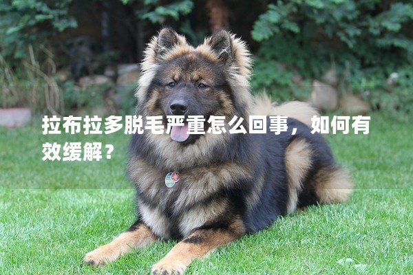 拉布拉多脫毛嚴重怎么回事,如何有效緩解? 拉布拉多脫毛嚴重怎么回事,如何有效緩解?