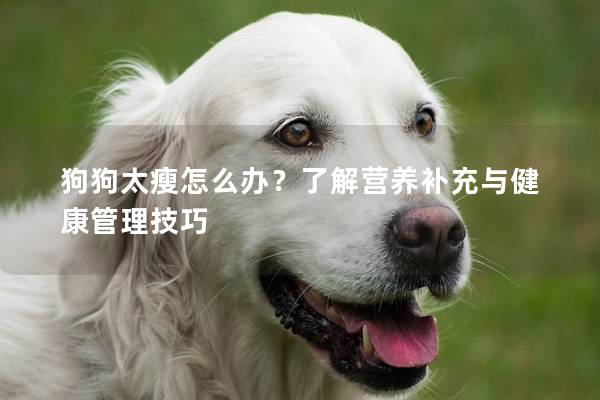 狗狗太瘦怎么辦?了解營養補充與健康管理技巧 狗狗太瘦怎么辦?了解營養補充與健康管理技巧