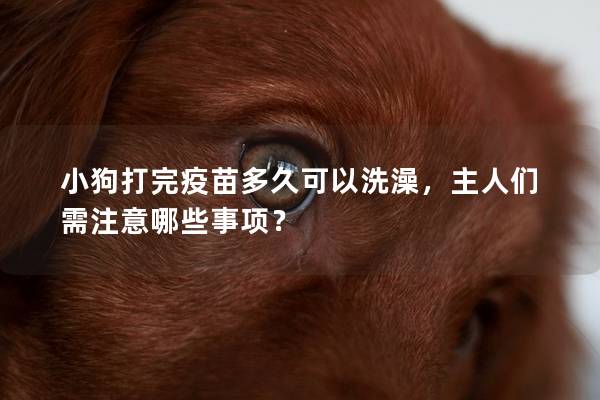 小狗打完疫苗多久可以洗澡，主人們需注意哪些事項？