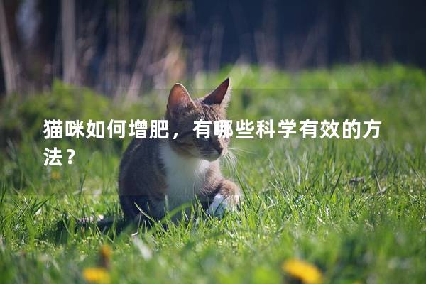 貓咪如何增肥，有哪些科學有效的方法？