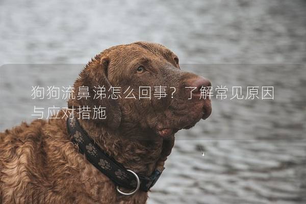 狗狗流鼻涕怎么回事？了解常見原因與應對措施