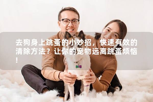 去狗身上跳蚤的小妙招，快速有效的清除方法？讓你的寵物遠離跳蚤煩惱!