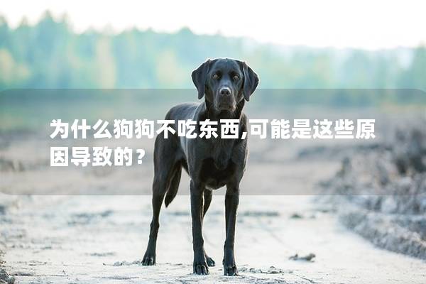 為什么狗狗不吃東西,可能是這些原因導致的？