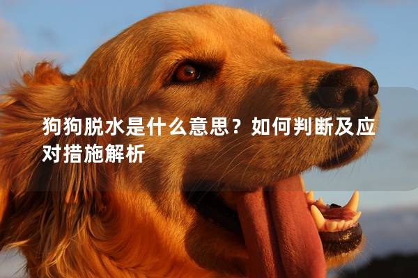 狗狗脫水是什么意思？如何判斷及應對措施解析