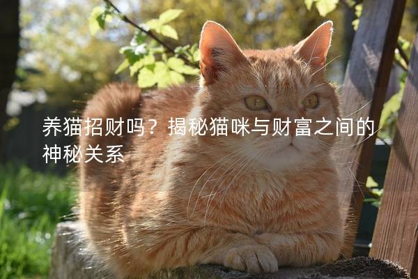 養(yǎng)貓招財(cái)嗎？揭秘貓咪與財(cái)富之間的神秘關(guān)系