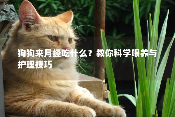 狗狗來月經(jīng)吃什么？教你科學喂養(yǎng)與護理技巧