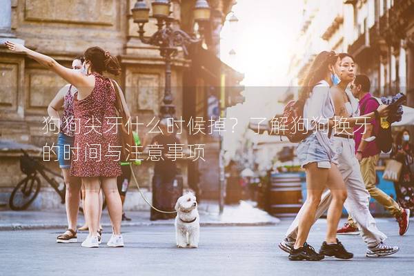 狗狗尖牙什么時(shí)候掉？了解狗狗換牙的時(shí)間與注意事項(xiàng)