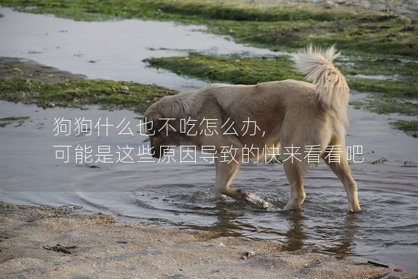 狗狗什么也不吃怎么辦, 可能是這些原因導致的快來看看吧
