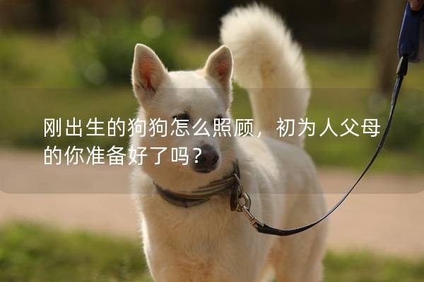 剛出生的狗狗怎么照顧，初為人父母的你準備好了嗎？