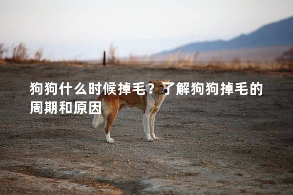 狗狗什么時候掉毛？了解狗狗掉毛的周期和原因