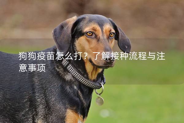 狗狗疫苗怎么打？了解接種流程與注意事項