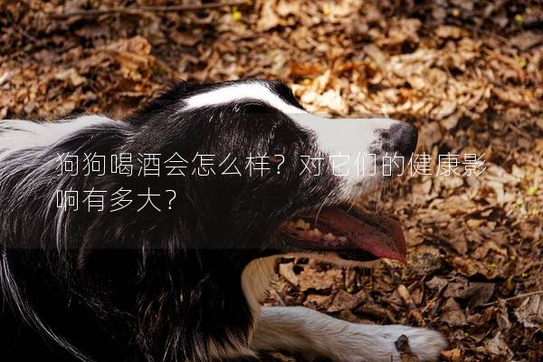 狗狗喝酒會(huì)怎么樣？對(duì)它們的健康影響有多大？