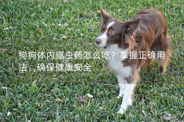 狗狗體內驅蟲藥怎么吃？掌握正確用法，確保健康安全