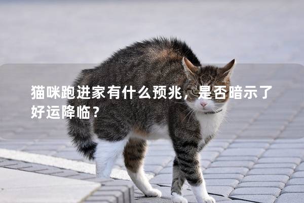 貓咪跑進家有什么預兆，是否暗示了好運降臨？