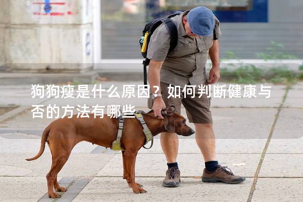 狗狗瘦是什么原因？如何判斷健康與否的方法有哪些