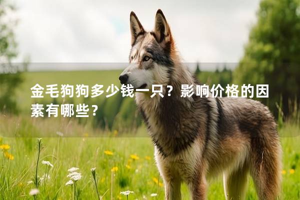 金毛狗狗多少錢一只?影響價(jià)格的因素有哪些? 金毛狗狗多少錢一只?影響價(jià)格的因素有哪些?