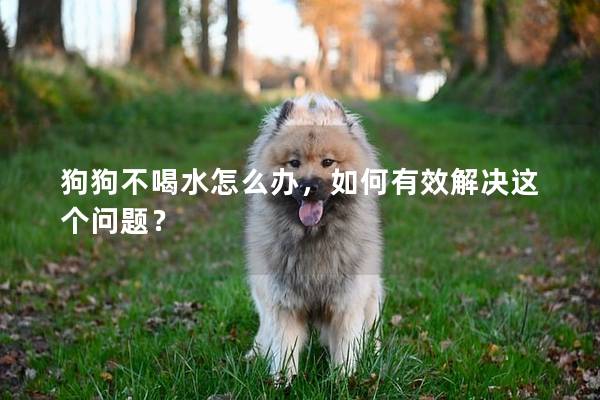 狗狗不喝水怎么辦，如何有效解決這個問題？