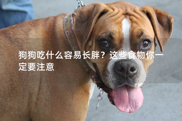 狗狗吃什么容易長胖？這些食物你一定要注意