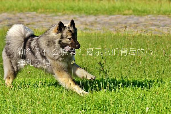 狗狗為什么撓墻？揭示它們背后的心理和習(xí)慣