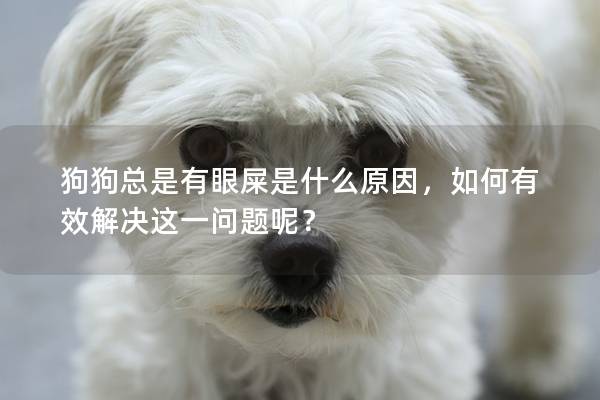 狗狗總是有眼屎是什么原因,如何有效解決這一問題呢? 狗狗總是有眼屎是什么原因,如何有效解決這一問題呢?