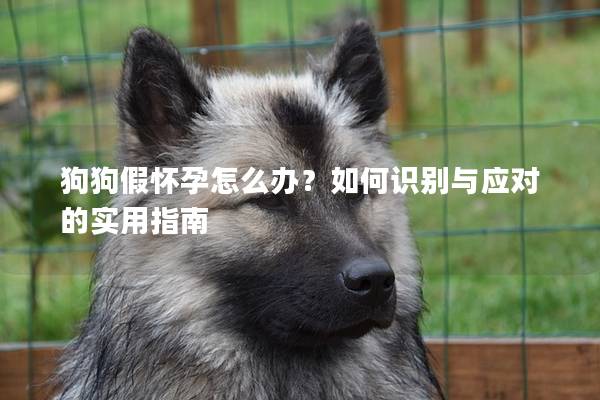 狗狗假懷孕怎么辦？如何識別與應對的實用指南