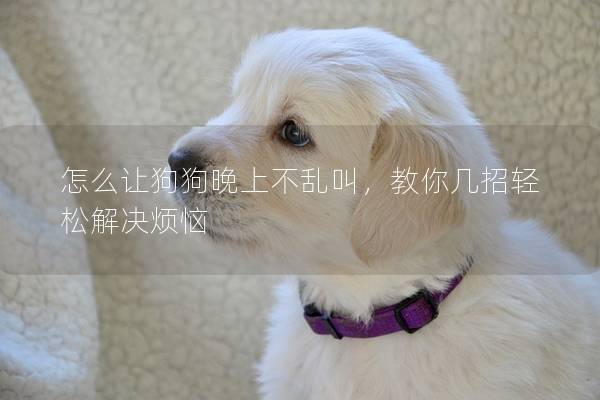 怎么讓狗狗晚上不亂叫，教你幾招輕松解決煩惱