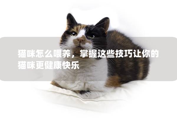 貓咪怎么喂養，掌握這些技巧讓你的貓咪更健康快樂