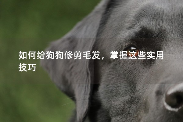 如何給狗狗修剪毛發(fā)，掌握這些實用技巧