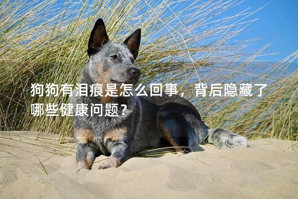 狗狗有淚痕是怎么回事，背后隱藏了哪些健康問題？