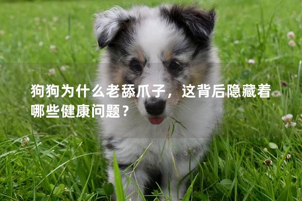 狗狗為什么老舔爪子，這背后隱藏著哪些健康問題？