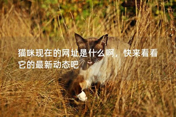 貓咪現在的網址是什么啊，快來看看它的最新動態吧