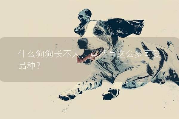什么狗狗長(zhǎng)不大,竟然有這么多可愛品種? 什么狗狗長(zhǎng)不大,竟然有這么多可愛品種?