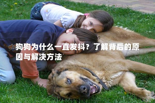 狗狗為什么一直發抖?了解背后的原因與解決方法 狗狗為什么一直發抖?了解背后的原因與解決方法
