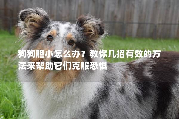 狗狗膽小怎么辦？教你幾招有效的方法來幫助它們克服恐懼