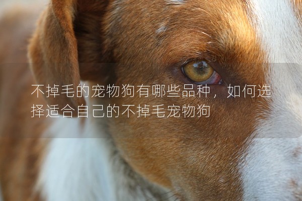不掉毛的寵物狗有哪些品種,如何選擇適合自己的不掉毛寵物狗 不掉毛的寵物狗有哪些品種,如何選擇適合自己的不掉毛寵物狗