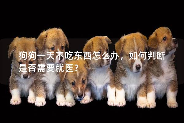 狗狗一天不吃東西怎么辦，如何判斷是否需要就醫？
