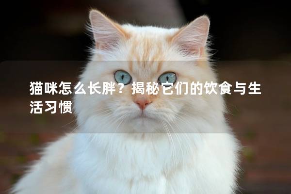 貓咪怎么長胖？揭秘它們的飲食與生活習慣
