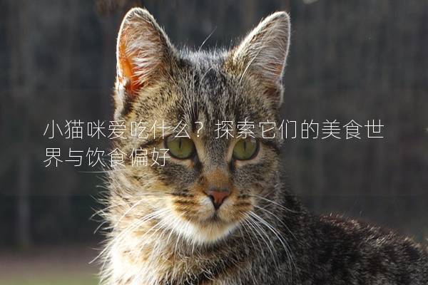 小貓咪愛吃什么？探索它們的美食世界與飲食偏好