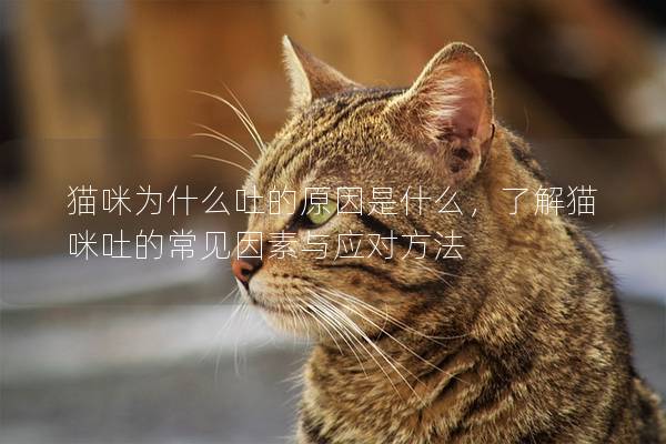 貓咪為什么吐的原因是什么，了解貓咪吐的常見因素與應對方法