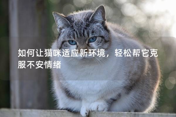 如何讓貓咪適應(yīng)新環(huán)境，輕松幫它克服不安情緒
