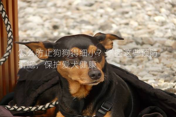 怎么防止狗狗得細小？掌握這些預防措施，保護愛犬健康
