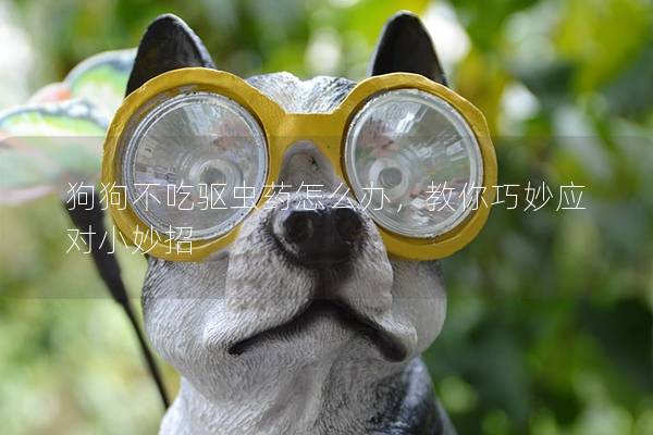 狗狗不吃驅蟲藥怎么辦，教你巧妙應對小妙招