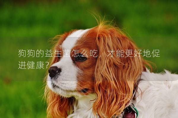 狗狗的益生菌怎么吃，才能更好地促進健康？