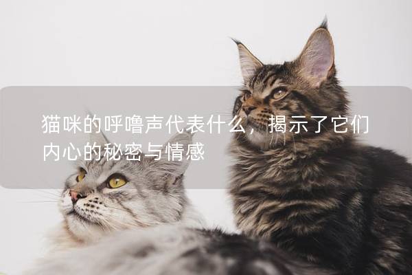 貓咪的呼嚕聲代表什么，揭示了它們內心的秘密與情感