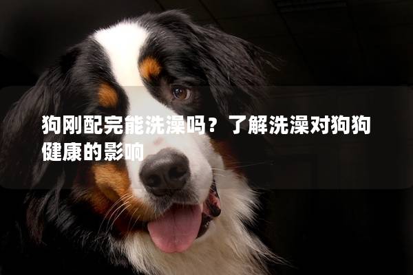 狗剛配完能洗澡嗎？了解洗澡對(duì)狗狗健康的影響