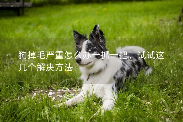 狗掉毛嚴重怎么辦一抓一把，試試這幾個解決方法
